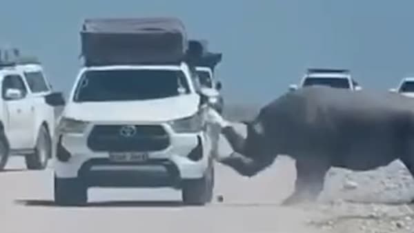 Nashorn greift Touristenfahrzeug in Namibia an