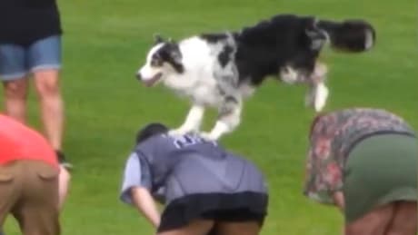 Hund bricht Weltrekord im Rückenspringen