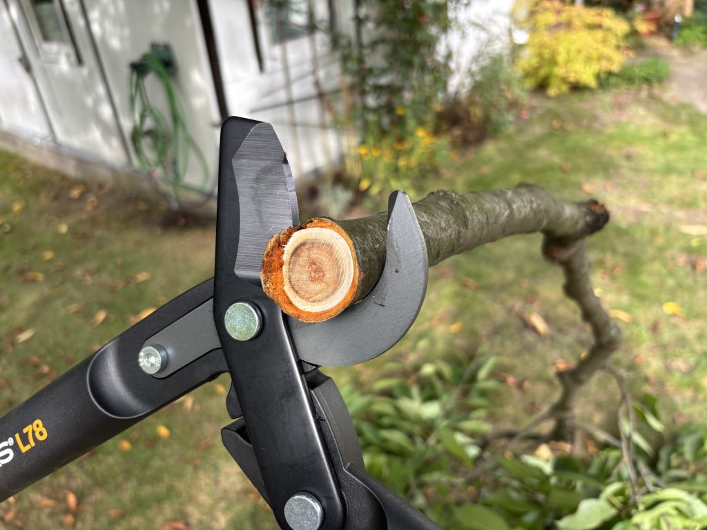 Astscheren-Test: Leistungsstark durch den Herbst