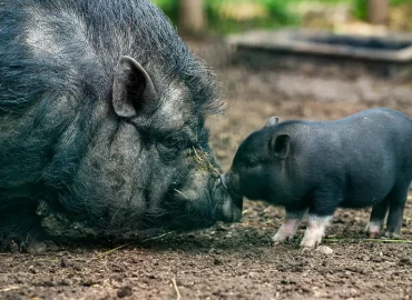 Gericht entscheidet: Schwein darf nicht in Altbauwohnung gehalten werden