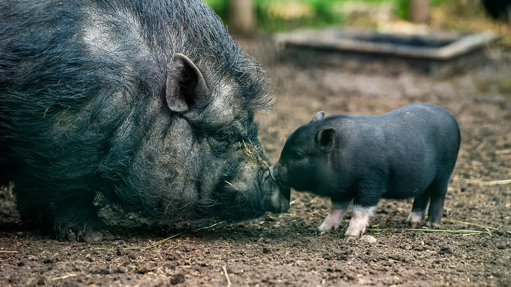 Gericht entscheidet: Schwein darf nicht in Altbauwohnung gehalten werden