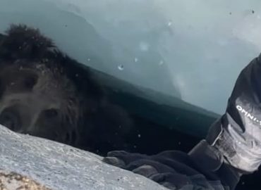 Rettung eines Bärenbabys im Himalaya