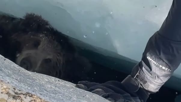 Rettung eines Bärenbabys im Himalaya