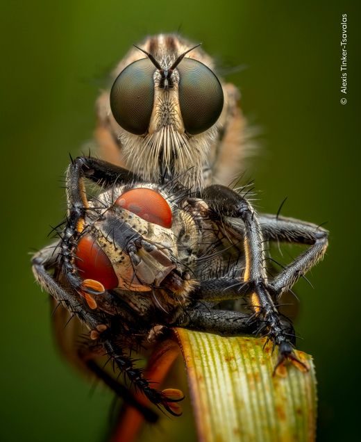Erstaunliche Tieraufnahmen: Wildlife Photographer of the Year