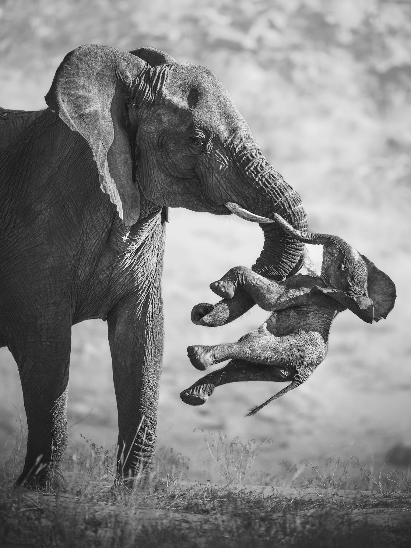 Das Gewinnerfoto „The Aftermath“ von Federico Veronesi
