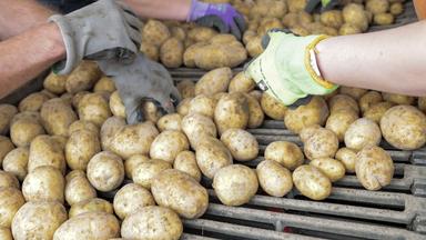 Preissteigerung bei Kartoffeln durch schlechte Ernte