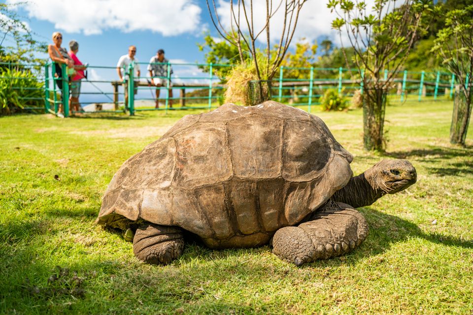 Riesenschildkröte Jonathan: Ältestes Landtier der Welt und genetische Erkenntnisse