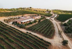 Wie eine fast vergessene Rebsorte die Algarve verändert