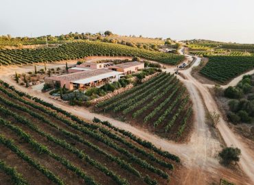 Wie eine fast vergessene Rebsorte die Algarve verändert