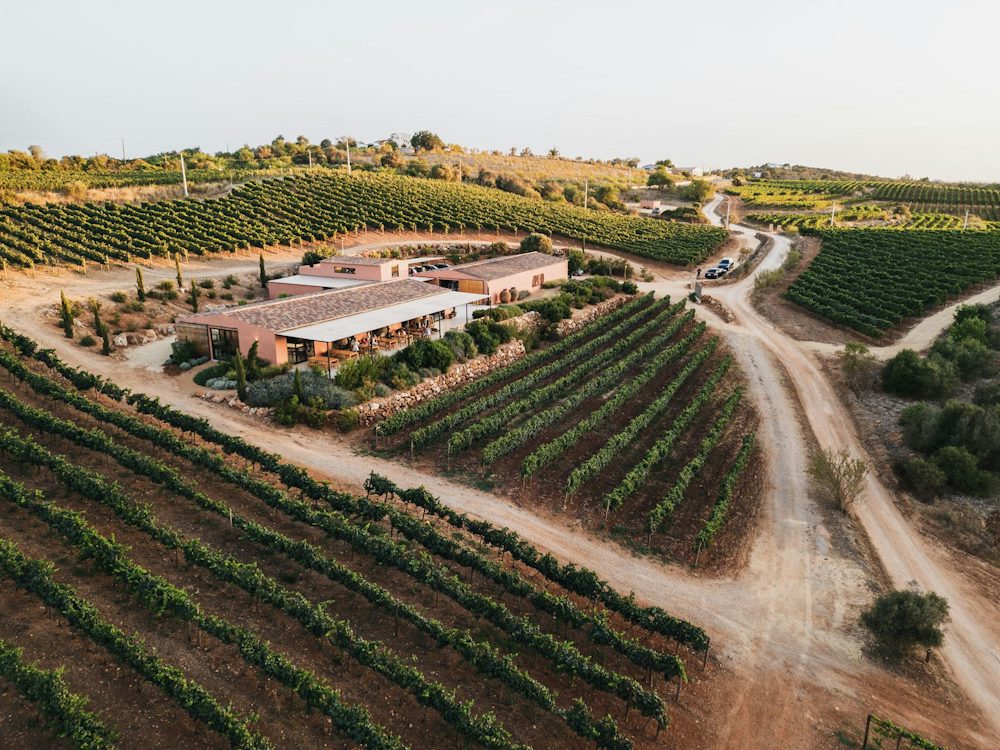 Wie eine fast vergessene Rebsorte die Algarve verändert