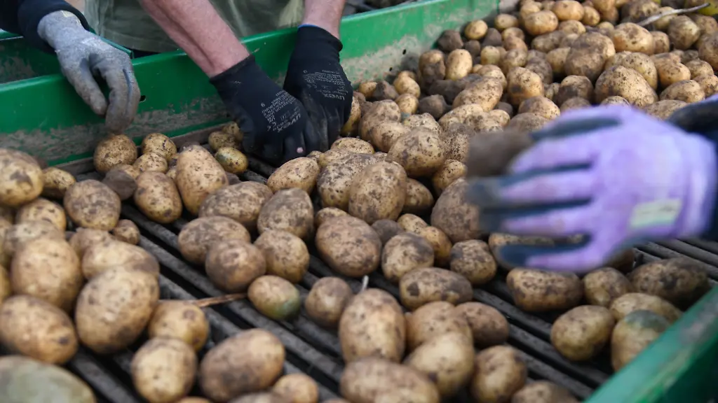 Preissteigerung der Kartoffeln: Auswirkungen der Dürre und reduzierter Anbaufläche