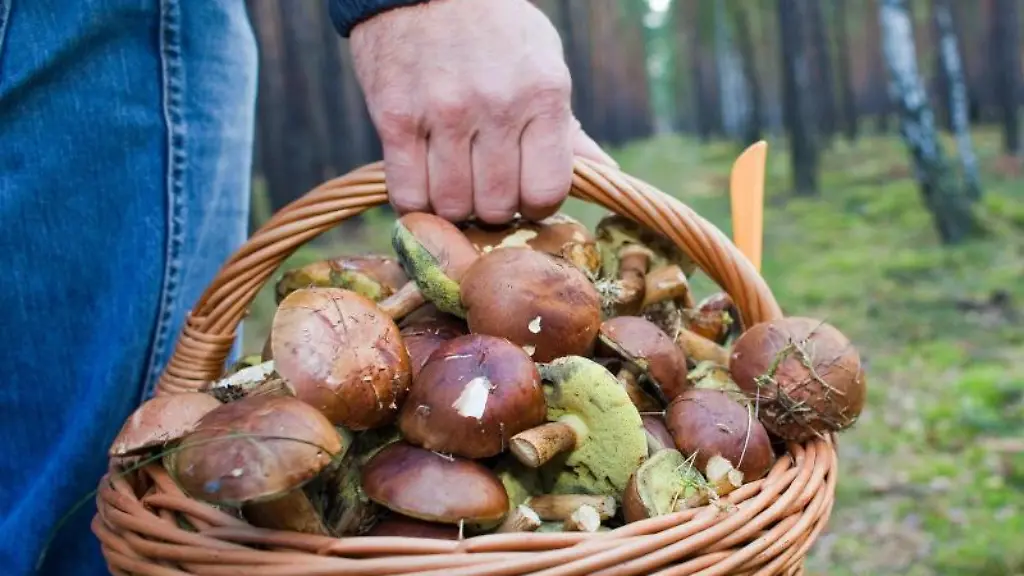 Gefahren beim Pilzesammeln: Wichtige Hinweise für Sammler