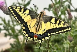 Schmetterlinge nutzen Illusionen zur Täuschung von Feinden