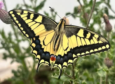 Schmetterlinge nutzen Illusionen zur Täuschung von Feinden