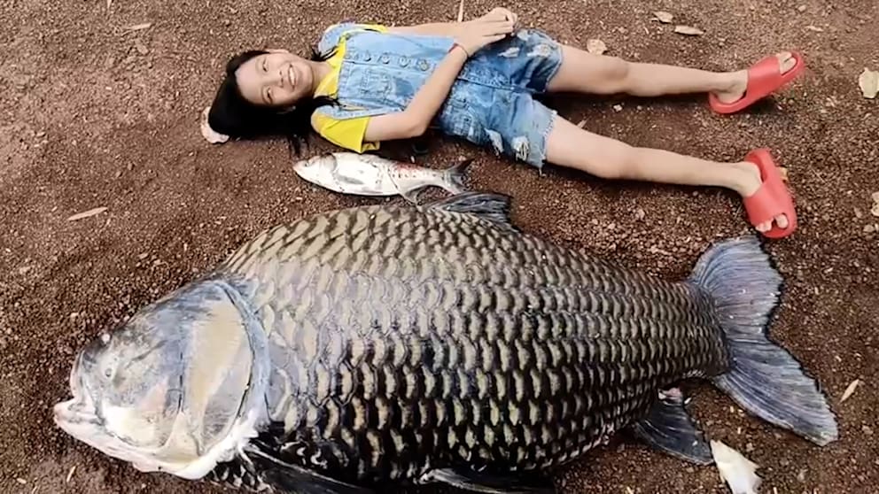 Riesenkarpfen in Thailand entdeckt