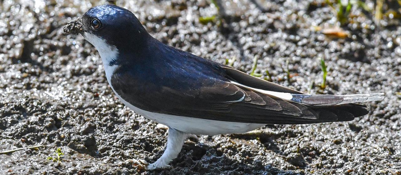 Die Mehlschwalbe: Vogel des Jahres 2027